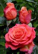 picturesque, double flowered, salmon to orange Assortment rose 'Island