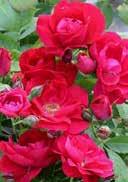 They grow on climbing aids and form bright blossoms Rosa 'Giardina'