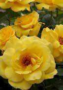 Rosa 'Golden Showers' Rosa 'New Dawn' Climbing rose 'Golden