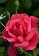 Rosa 'Rosarium Uetersen' Rosa 'Sympathie' Climbing rose