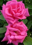 flowers II R3 36 144 Rosa 'Schneewalzer' Climbing rose