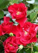PATIO Rosa 'Top Hit' Patio rose 'Top Hit' Patio roses are small bushy varieties with lots of shiny