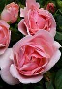 Rosa 'Astrid Lindgren' Polyantha rose 'Astrid Lindgren' dark green, glossy leaves delicate pink, double