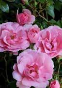Rosa 'Bonica' Rosa 'Friesia' Polyantha rose 'Bonica'
