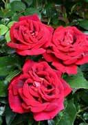 'H.C. Andersen' Polyantha Parfume Rose 'Eden Rose'