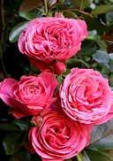 Orleans' Polyantha rose 'La Paloma' Polyantha Parfume rose