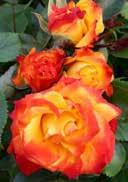 Polyantha rose 'Rumba' leathery, healthy leaves orange