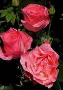 Rosa 'Solliden' Polyantha rose 'Solliden' BUSH dark green, glossy, dense