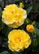 Rosa 'Lichtkönigin Lucia' Bush rose 'Lichtkönigin Lucia' R3 36 144 Rosa