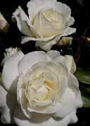 'Romanze' Bush rose 'Romanze' medium large, darkgreen, slightly glossy