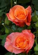 Rosa 'Westerland' Rosa 'Dame de Coeur' Bush rose 'Westerland' T-hybrid Rose 'Dame de