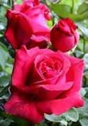 shade, warm requiring, frost-hardy R3 36 144 Rosa 'Duftzauber' T-HYBRIDE ROSEN