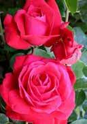 Rosa 'Ingrid Bergmann' Rosa 'Nostalgie' T- hybrid rose