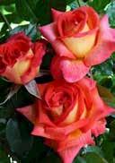 21 63 Rosa 'Karen Blixen' Rosa 'Peace' T-hybrid rose