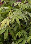 palmatum 'Bloodgood' Japanese maple fingered, five trifoliate, tapered cut sheets, purple, deep red in autumn fresh to moist, high nutrient, acidic to neutral, sandy to loamyhumous sunny to lightly