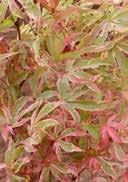 Japanese maple ruby, divided leaves fresh to moist, high nutrient, acidic to neutral, sandy to loamyhumous sunny to lightly shady, frost-hardy 7,0 coloured leaves 60-80 15 60 15,0 coloured leaves