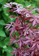 variegated leaves, margins lightred, inner green with red layer above fresh to moist, high nutrient, acidic to neutral, sandy to loamyhumous sunny to lightly shady, frost-hardy 7,0 coloured leaves