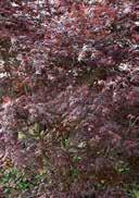 'Trompenburg' Japanese maple red to black divided leaves fresh to moist, high nutrient, acidic to neutral, sandy to loamyhumous sunny to lightly shady, frost-hardy 7,0 Coloured Leafes 60-80 15 60