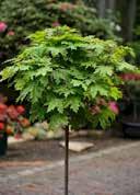Acer platanoides 'Globosum' Norway Maple Large tree (>20m) Brown-reddish,later sap green divided leaves.