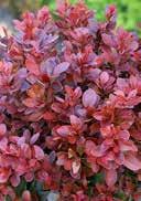 Berberis thunbergii 'Admiration' Japanese Barberry ruby ovated leaves with creamy green margin light yellow in umbels