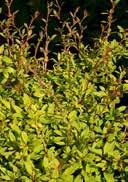 Barberry ruby small ovated leaves light yellow in umbels V off-sunny or lightly to partial shady, mild winters, medium