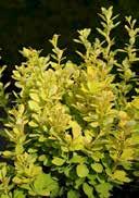 leaves light yellow in umbels V off-sunny or lightly to partial shady, mild winters, medium frosthardy Berberis
