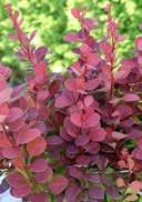 Barberry Ruby, oval leaves with light green border, younger leaves are still lime green light yellow in umbels V