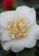japonica 'White' Japanese camellia Medium large tree(>15m) toothed, shiny green ovated leaves resistant woods, tolerant to urban conditions, slightly dry to fresh, slightly acidic to