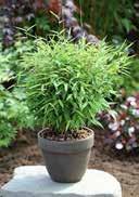 They also grow very well in pots and are ideal for balconies or winter gardens.