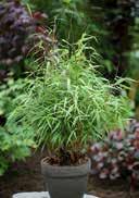 murieliae 'Harewood' Bamboo darkgreen foliage place high demands, but adaptable, fresh to moist, slightly acidic to alkalic, very good, loamy soils sunny to partial