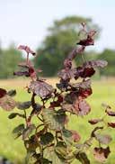 loamy-humous off-sunny or lightly to partial shady, mild winters, medium frosthardy 2,0 50-60 36 180 5,0 50-60 21 63 Corylus avellana 'Red Majestic ' Red Corkscrew Hazel shiny red, slightly twisted