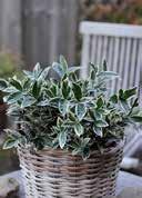 'Bravo' Japanese Spindle elliptical, oblong, shiny, variegated creamy white on the edge small, white, unimpressive VI-VII Hardiness -23,3 to -20,6 C Heathers and dunes dry to 