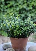 to fresh, medium nutrient, slightly acidic to slightly alkalic, sandy, gravelly, humous lightly to partial shady, medium cool, medium frost-hardy 2,0 20-25 36 180 Euonymus japonicus