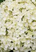 shady, mild winters, medium frosthardy 5,0 50-60 17 68 Hydrangea arborescens 'Strong Annabelle' Hydrangea darkgreen the biggest, pure white flowers balls, that has ever produced a outdoorhydrangea