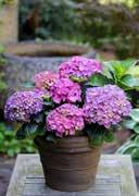 frost-hardy 5,0 30-40 17 68 Hydrangea macrophylla exclusiv 'Black Steel' French Hydrangea ovoid, elliptical large green leaves with