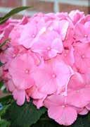 fresh to moist, acidic to neutral, sandy gravelly lightly shady, warm requiring, mainly frost-hardy 5,0 30-40 17 68 Hydrangea macrophylla