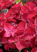 Hydrangea ovoid, elliptical large green leaves with serrated edge blue single flowers with white heart large, bright red flower balls