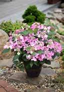 Hydrangea macrophylla exclusiv 'Selina' Hydrangea macrophylla 'Forever and Ever Pink' French Hydrangea French Hydrangea ovoid, elliptical large