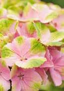 lightly shady, warm requiring, mainly frost-hardy 5,0 30-40 17 68 Hydrangea macrophylla 'Magical Amethyst Pink' French Hydrangea egg-shaped,