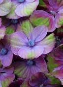 Hydrangea macrophylla 'Magical Coral Blue' French hydrangea egg-shaped, elliptical, large, gree, with serrated edge at first they are green, by mid-june, the
