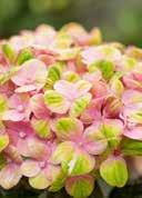 mainly frost-hardy 5,0 30-40 17 68 Hydrangea macrophylla 'Magical Coral Pink' French Hydrangea egg-shaped, elliptical, large, green, with serrated edge they