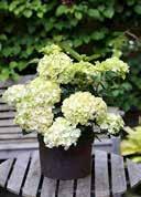 68 Hydrangea macrophylla 'Magical Noblesse' French Hydrangea egg-shaped, elliptical, large, green with serrated edge XXL white flowers with green drawings on