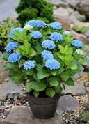 Hydrangea egg-shaped, elliptical, large, green, with serrated edge halfround blue flowers with small white areas VI-VIII fresh to moist, acidic to neutral,