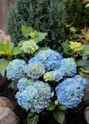 requiring, mainly frost-hardy 5,0 30-40 17 68 Hydrangea macrophylla 'Music Collection Blue Ballad' French Hydrangea egg-shaped, elliptical, large, green, with