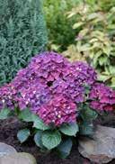 gravelly lightly shady, warm requiring, mainly frost-hardy 5,0 30-40 17 68 Hydrangea macrophylla 'Music Collection Deep Purple Dance' French Hydrangea