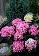 fresh to moist, acidic to neutral, sandy gravelly lightly shady, warm requiring, mainly frost-hardy 5,0 30-40 17 68 Hydrangea macrophylla 'Music