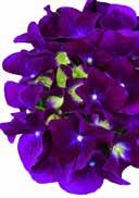 Collection Purple Punk' French Hydrangea egg-shaped, elliptical, large, green, with serrated edge very nice color play of light purple to blue and lilac