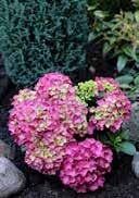 colored VI-IX  Collection Soft Pink Salsa' French Hydrangea egg-shaped, elliptical, large, green, with serrated edge in flowering only know the flowers