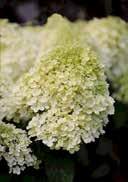 sandy gravelly lightly shady, warm requiring, mainly frost-hardy 5,0 50-60 21 63 7,0 60-80 15 45 15,0 100-125 10 20 Hydrangea paniculata 'Bombshell'