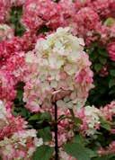 Hydrangea paniculata 'Diamant Rouge' French hydrangea oval to egg-shaped, with serrated edge numerous conical, off-white panicles that